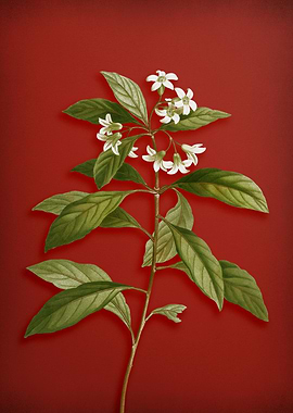 Sweet Pittosporum on Red