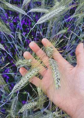 Hand in golden spikes