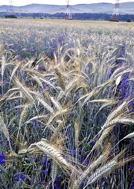 Wheat field in spring