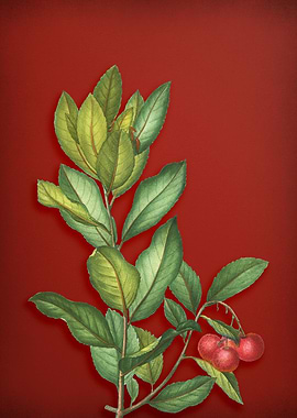 Strawberry Tree on Red