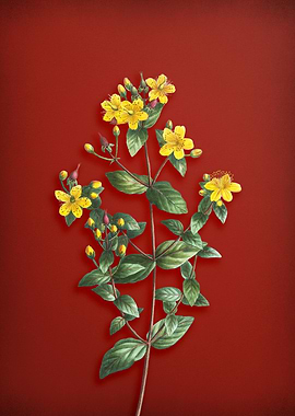 Tutsan Flower on Red