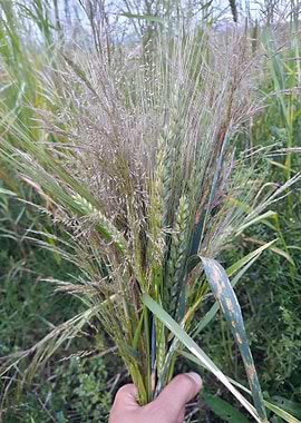 Wheat spikes bouquet