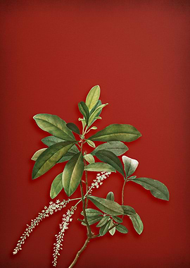 Swamp Titi Leaves on Red