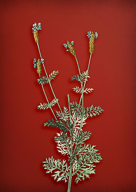 Spanish Lavender on Red