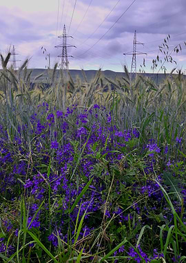 Wheat field and the rain