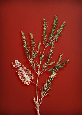 Swamp Paperbark on Red