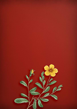 Sweetbriar Rose on Red