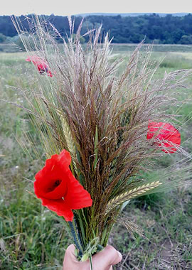 Wheat and poppy bouquet