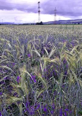 Wheat field