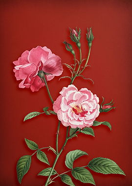 Ever Blowing Rose on Red