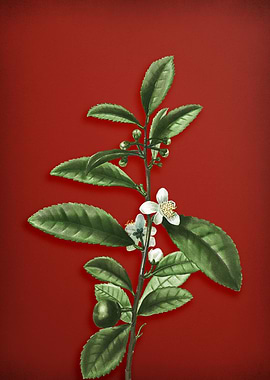Tea Tree on Red
