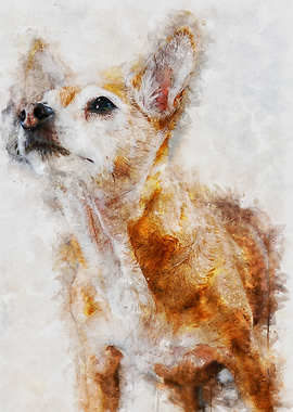 Chihuahua Dog Portrait