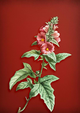 Tree Mallow on Red