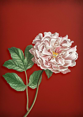 Tree Peony on Red