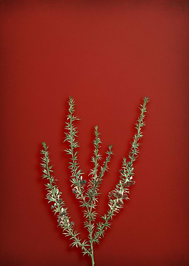 Tortoise Berry on Red