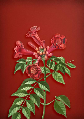 Trumpet Vine on Red