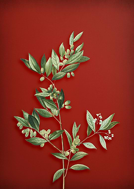 Vintage Fontanesia on Red