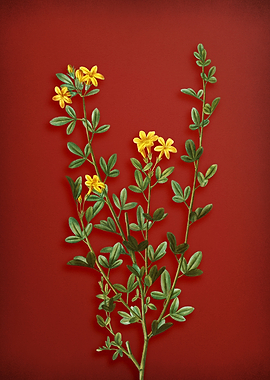 Yellow Buttercup Flowers