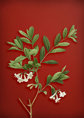 White Honeysuckle Plant