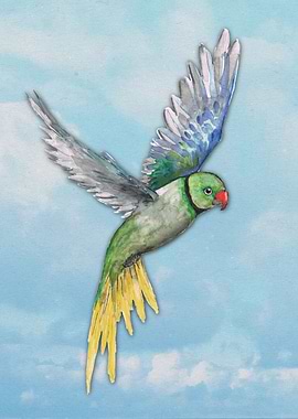 Alexandrine parakeet