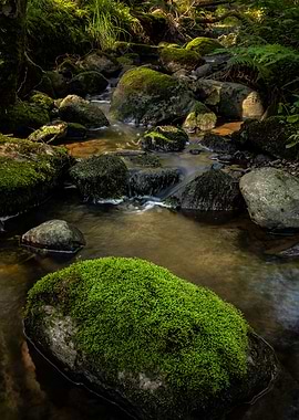 Forest Creek