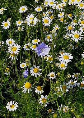 Camomile and Chicory