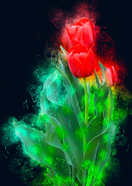 red tulip smoky