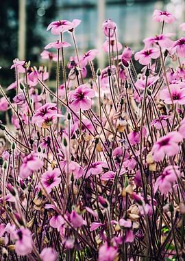 Pink Flowers