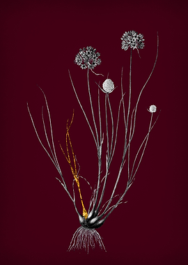 Allium with Gold Leaf