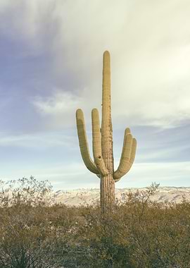 Saguaro