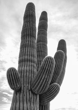 Saguaro BW