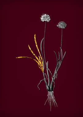 Allium with Gold Leaf