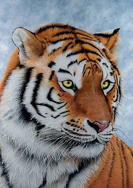 Amur Tiger Portrait