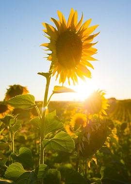 sunflowers Provence 2