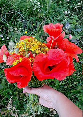 Poppy and St Johns worth