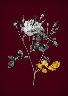 Sweetbriar Rose on Crimson