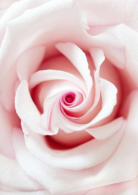 Blush Beauty Rose 1