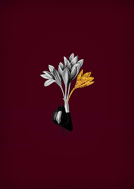 Autumn Crocus on Crimson