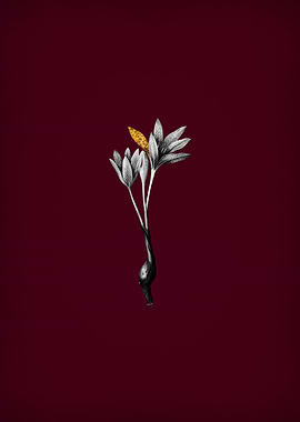 Autumn Crocus on Crimson