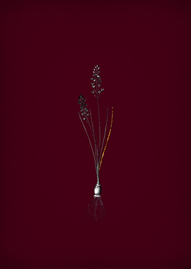 Autumn Squill on Crimson