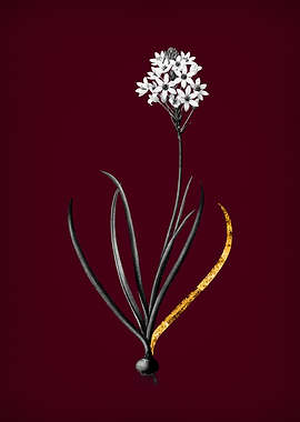 Arabian Starflower on Wine