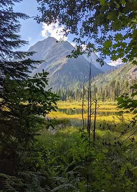 Mountain through the trees