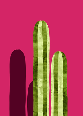 Cacti VI