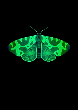 Butterfly butterfly wings