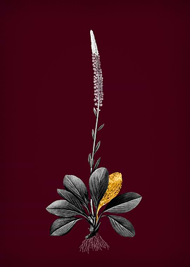 Blazing Star on Crimson