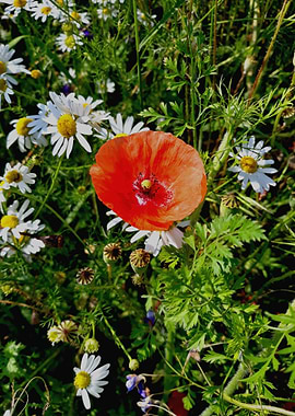Poppy and camomille