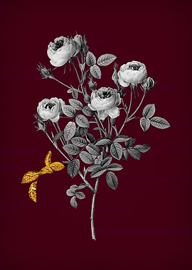 Burgundy Rose on Crimson