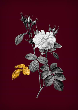 Damask Rose on Crimson