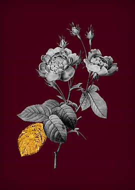 Anemone Rose on Crimson