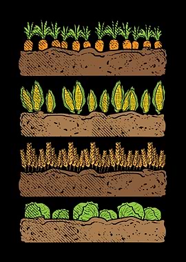 orn Carrot Cabbage Lettuce